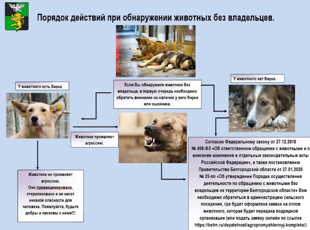 Порядок действия при обнаружении животных без владельцев.